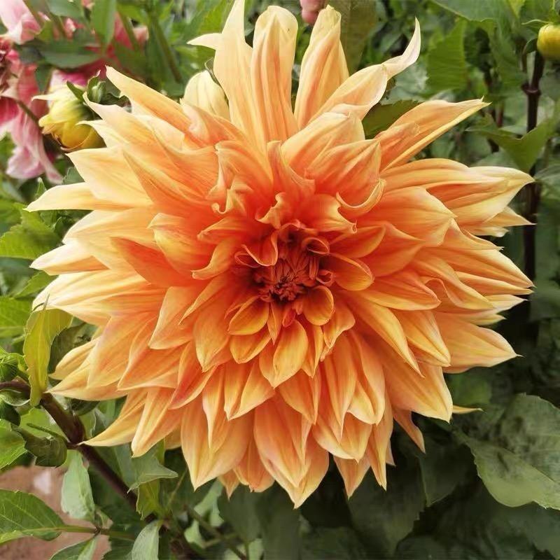 Dahlia seeds Color Yellow