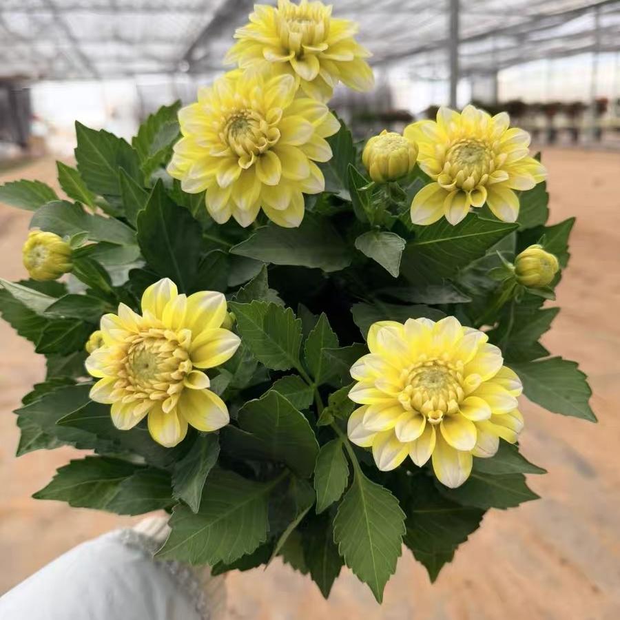 Dahlia seeds Color Yellow