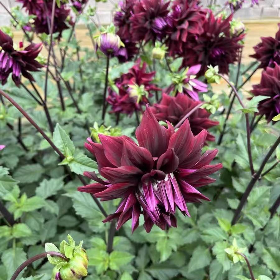 Dahlia seeds Color black