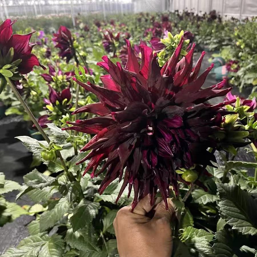 Dahlia seeds Color black