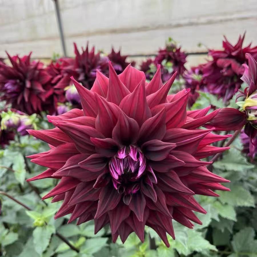 Dahlia seeds Color black