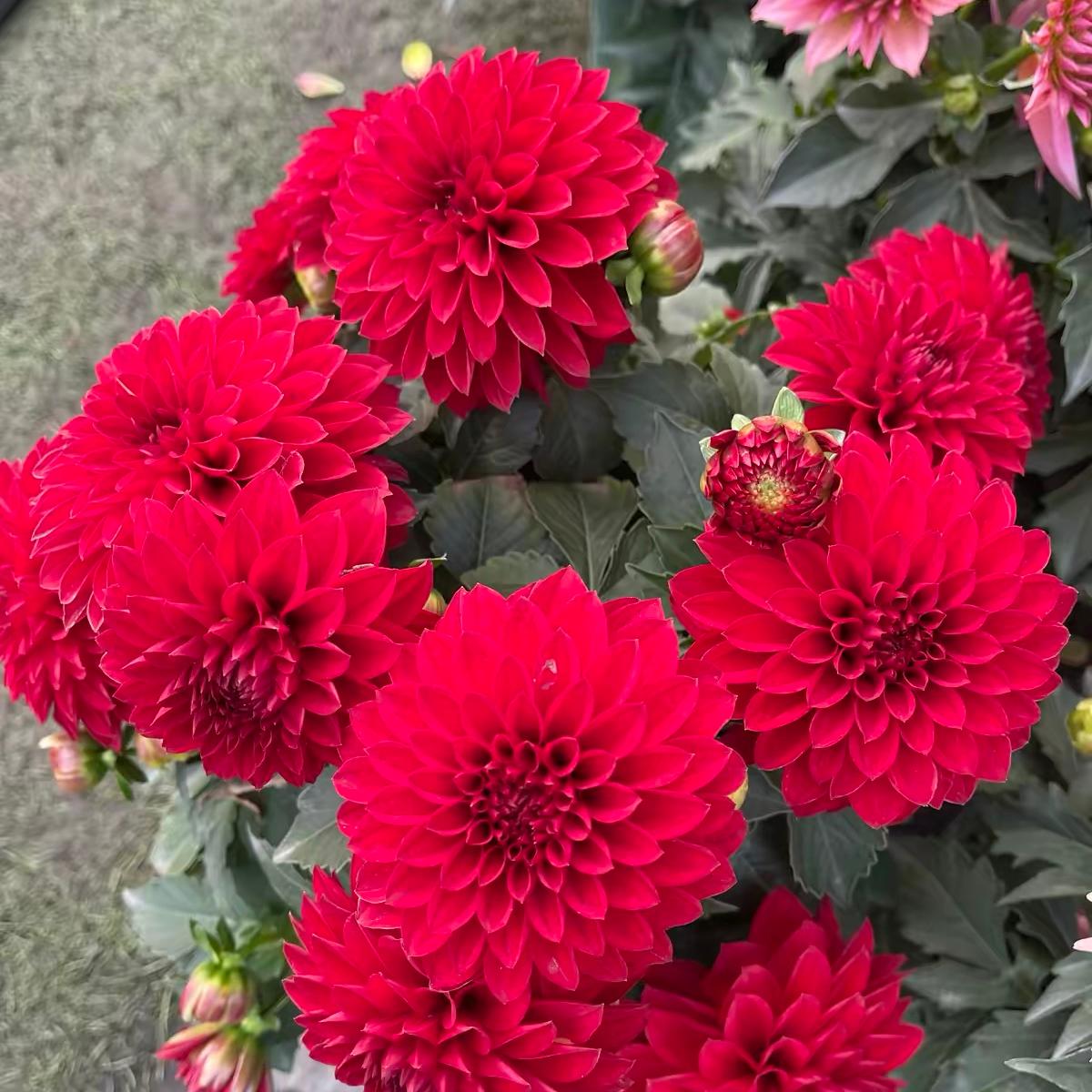 Dahlia seeds Color red