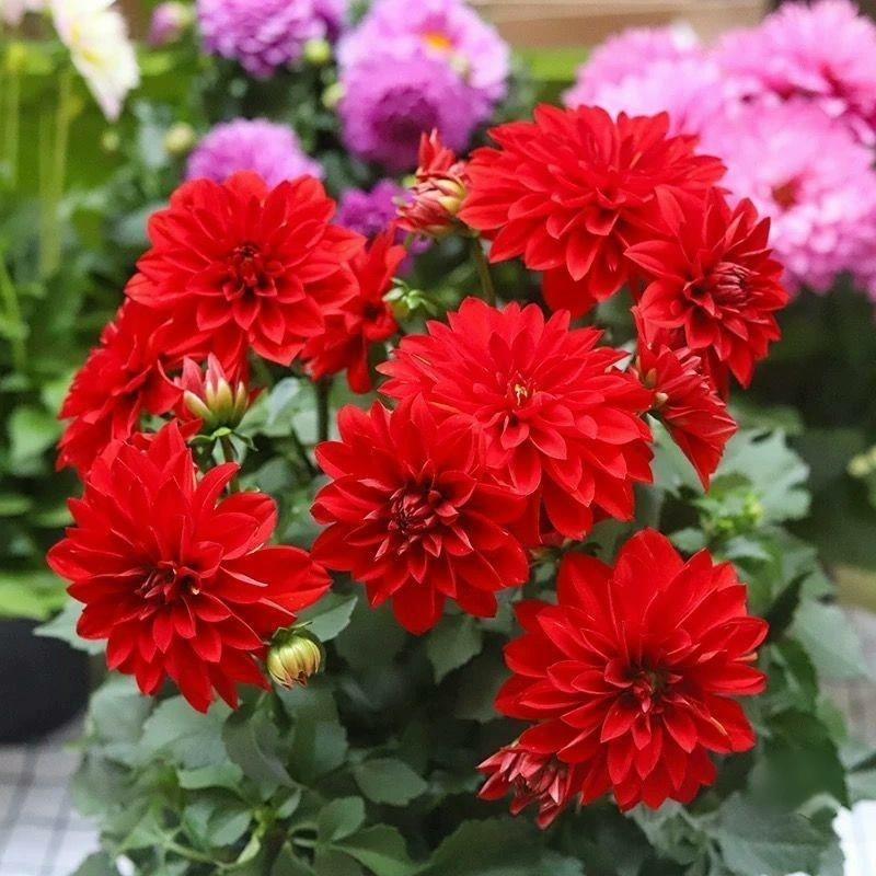 Dahlia seeds Color red