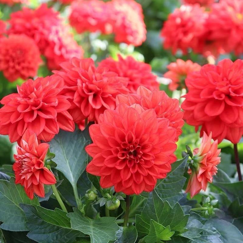 Dahlia seeds Color red
