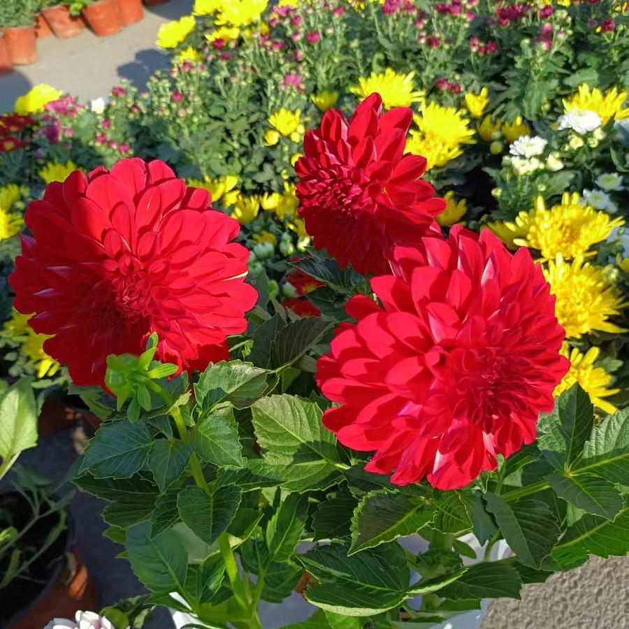 Dahlia seeds Color red