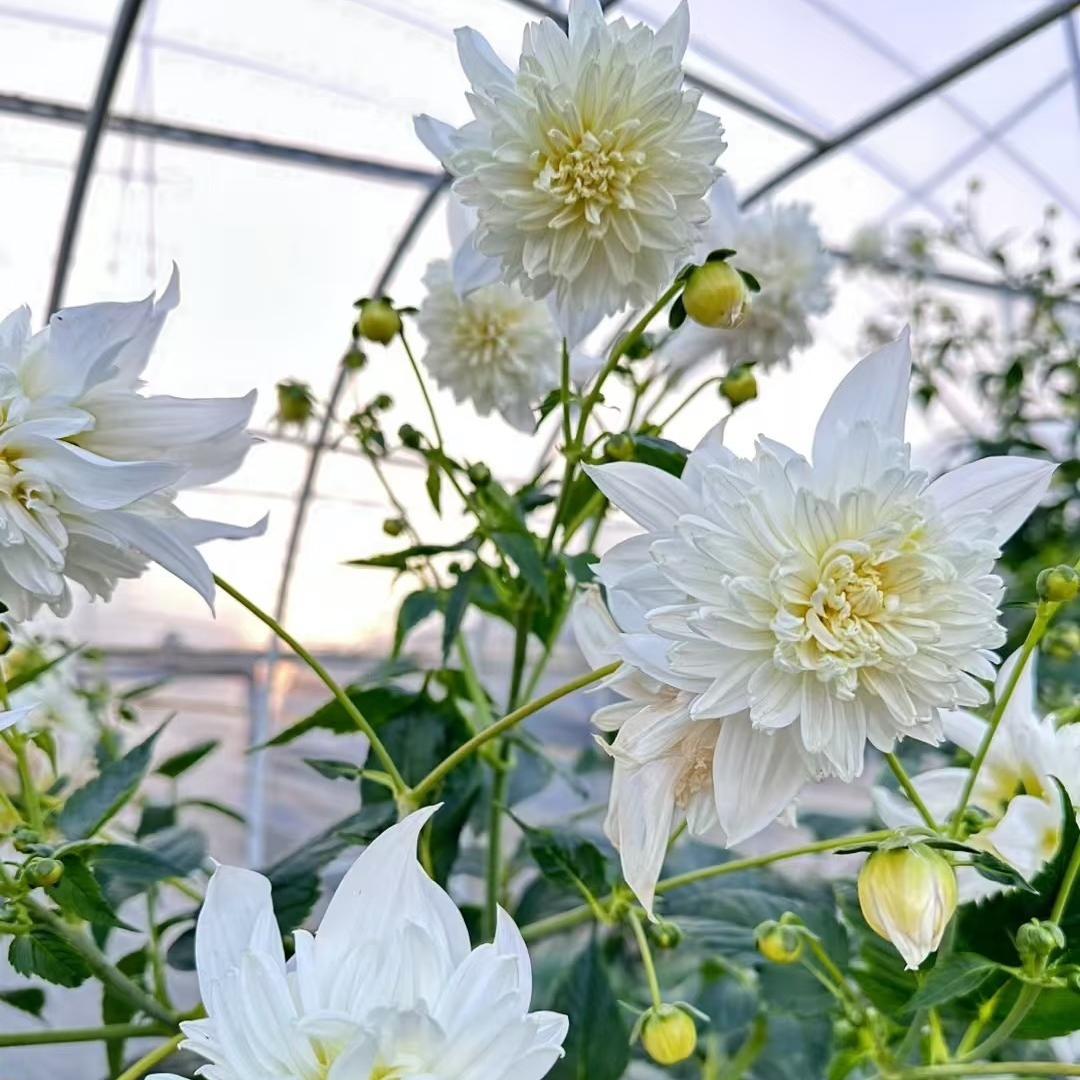 Dahlia seeds Color White