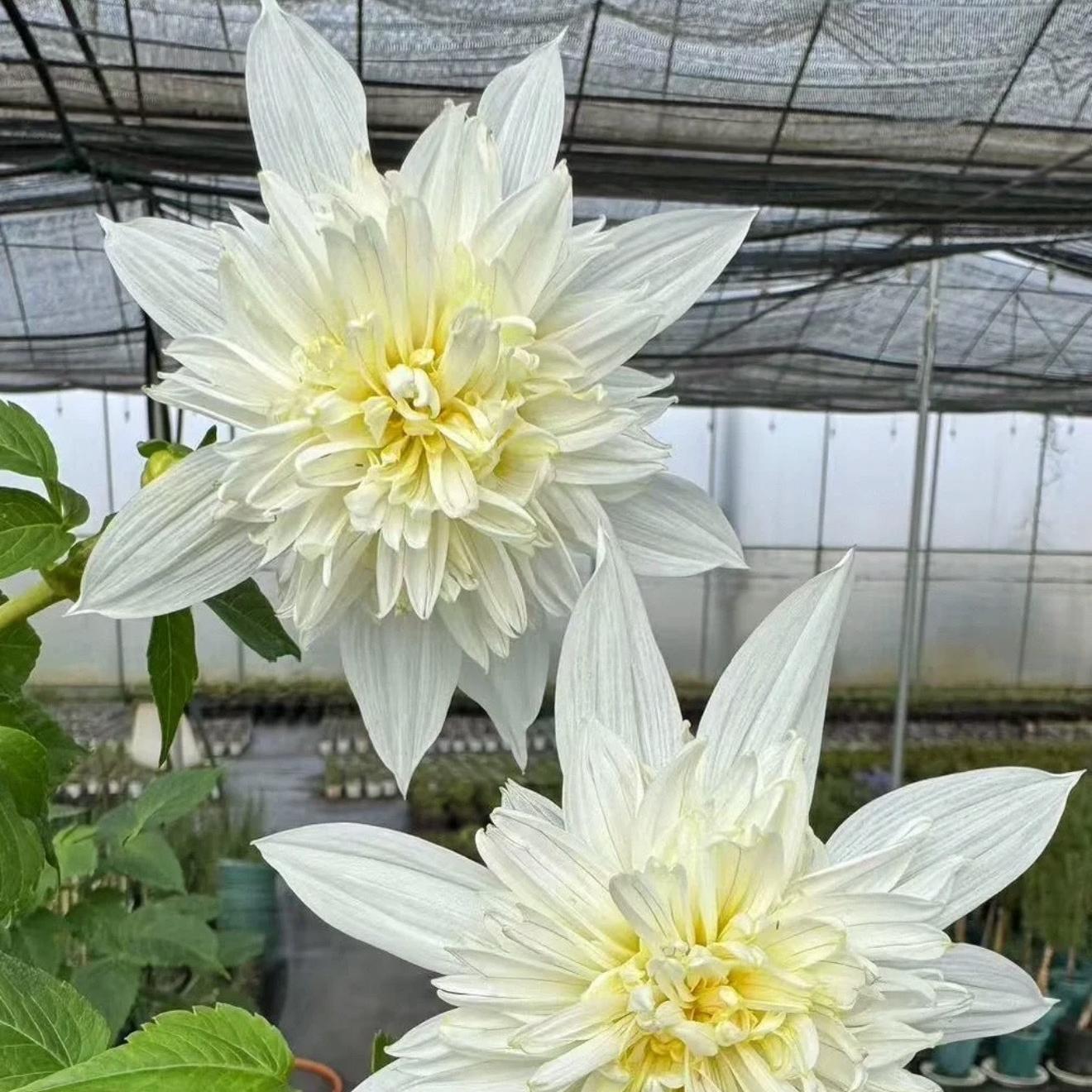 Dahlia seeds Color White