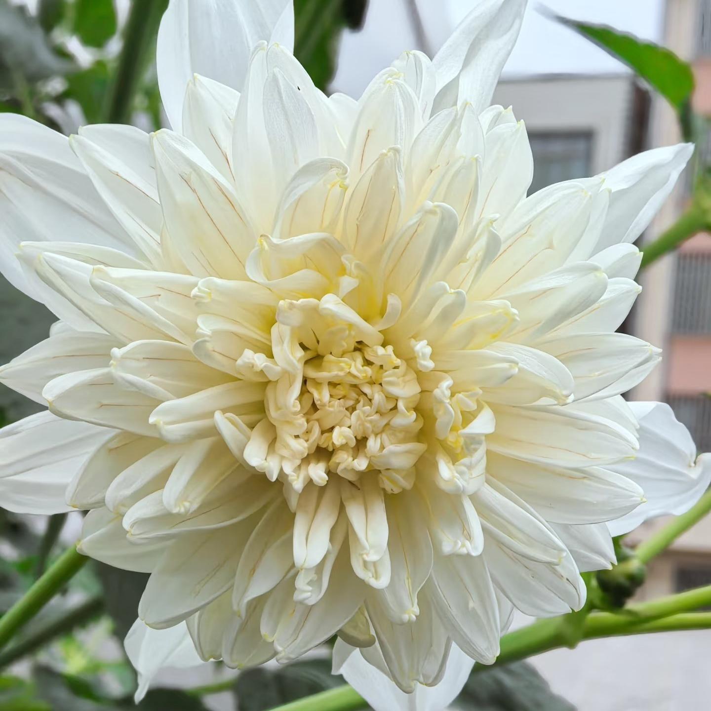 Dahlia seeds Color White