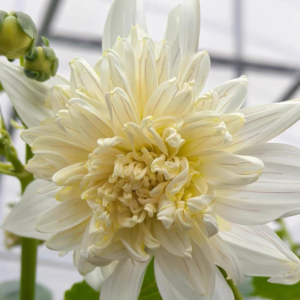 Dahlia seeds Color White