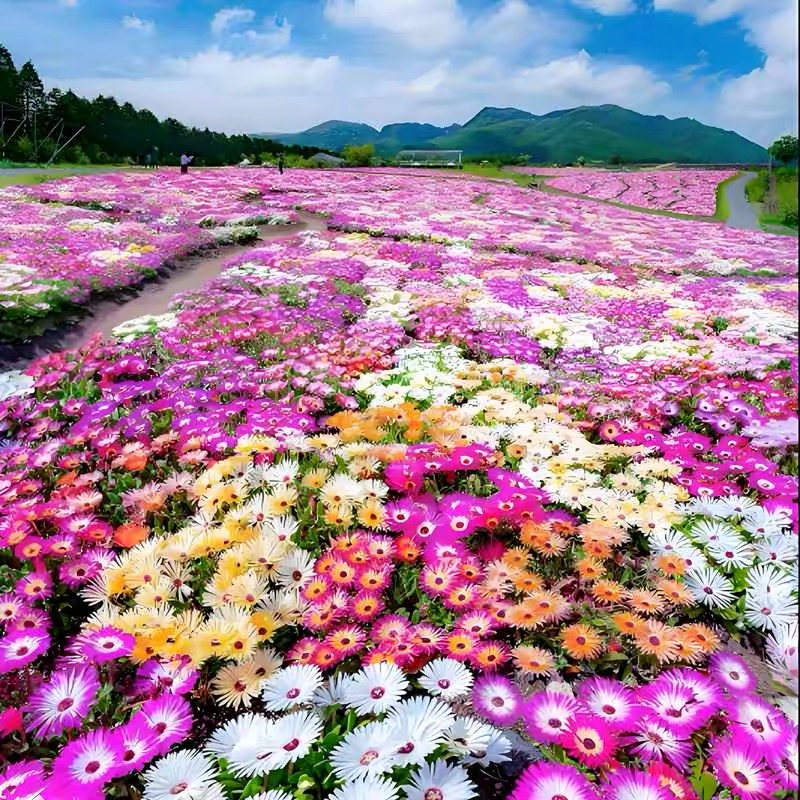 25 types of wildflower seeds (flowering in all seasons)