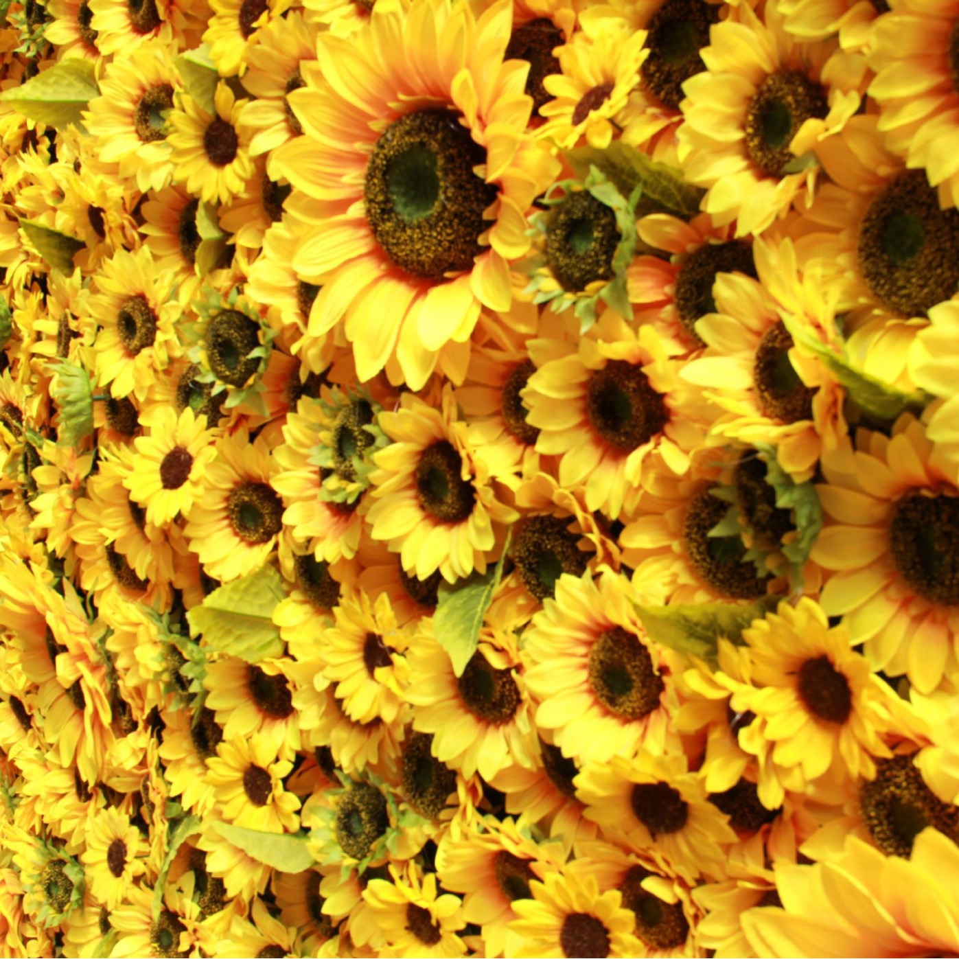 8x8 Ft Artificial Sunflower Flower Wall for Weddings, Parties, No Stand