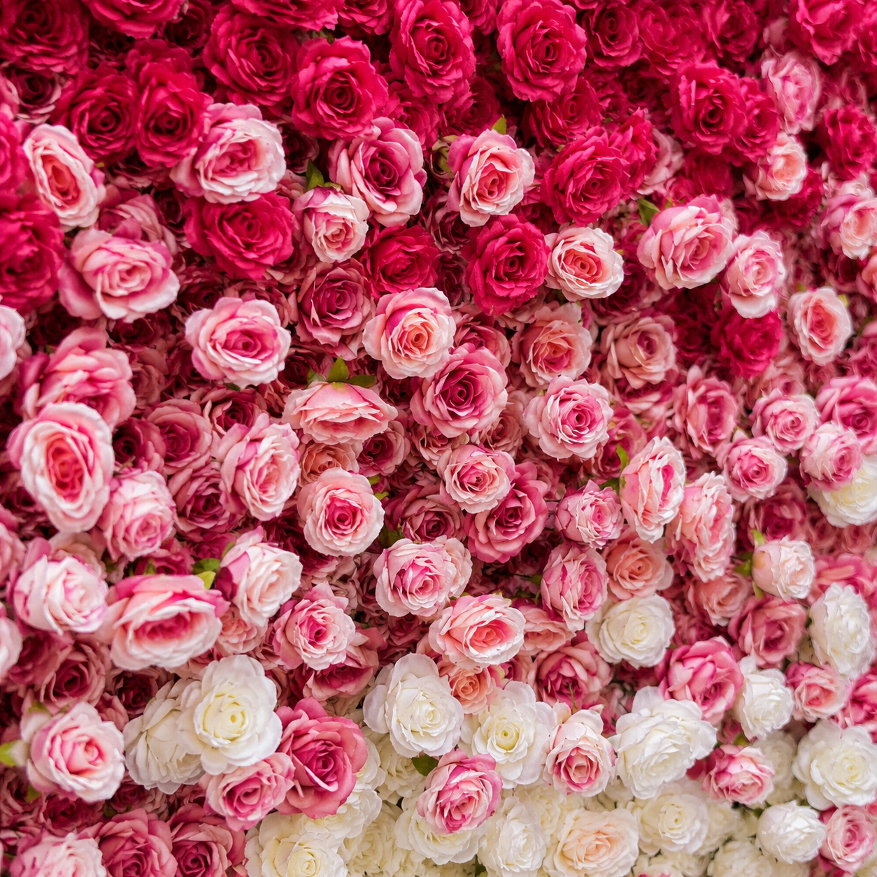 Artificial Flower Wall Backdrop, 94.5 x 94.5 in, Metal Frame Berry Pink Ombre