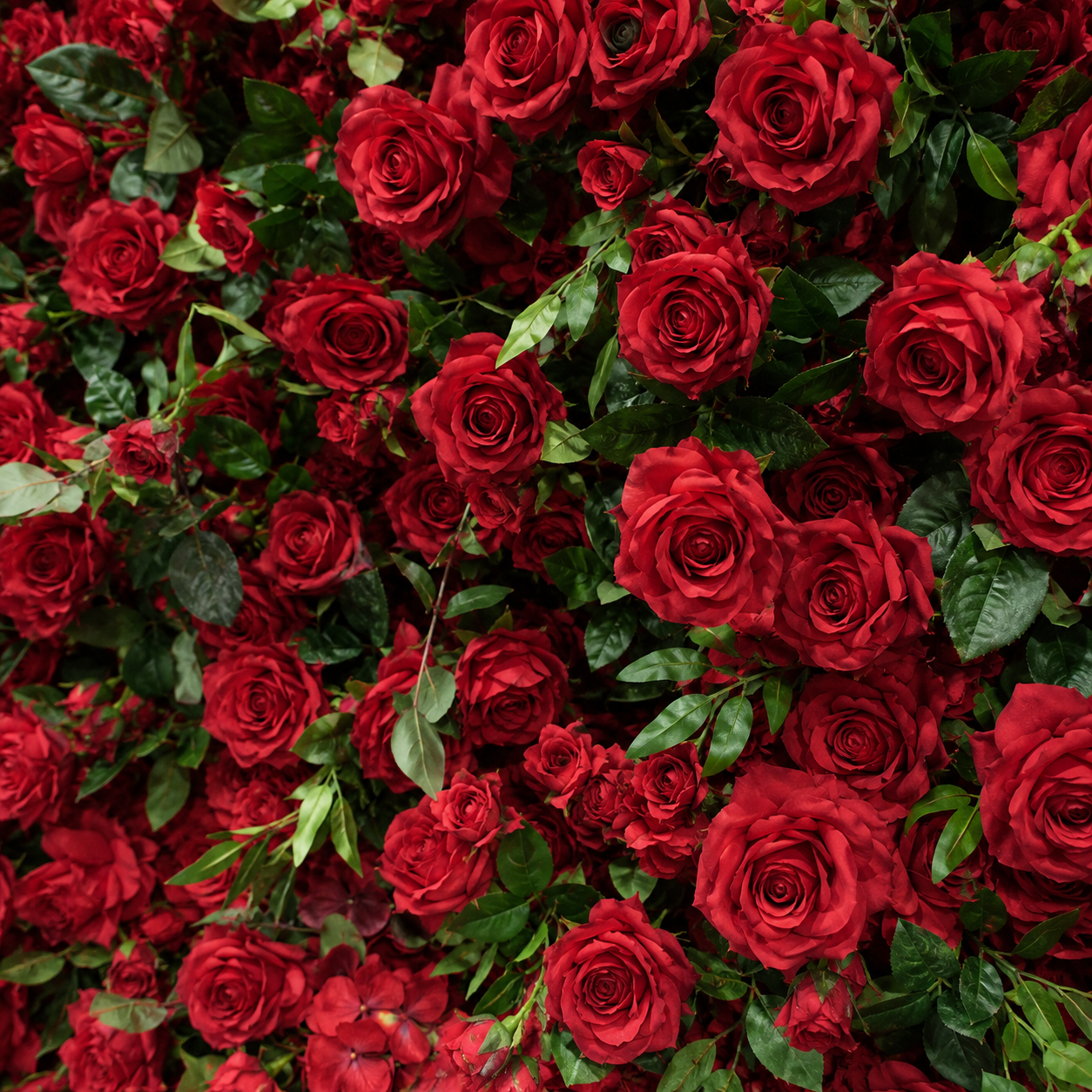 Red Rose Greenery	Red Rose Greenery Artificial Flower Wall Backdrop, 94.5 x 94.5 in 