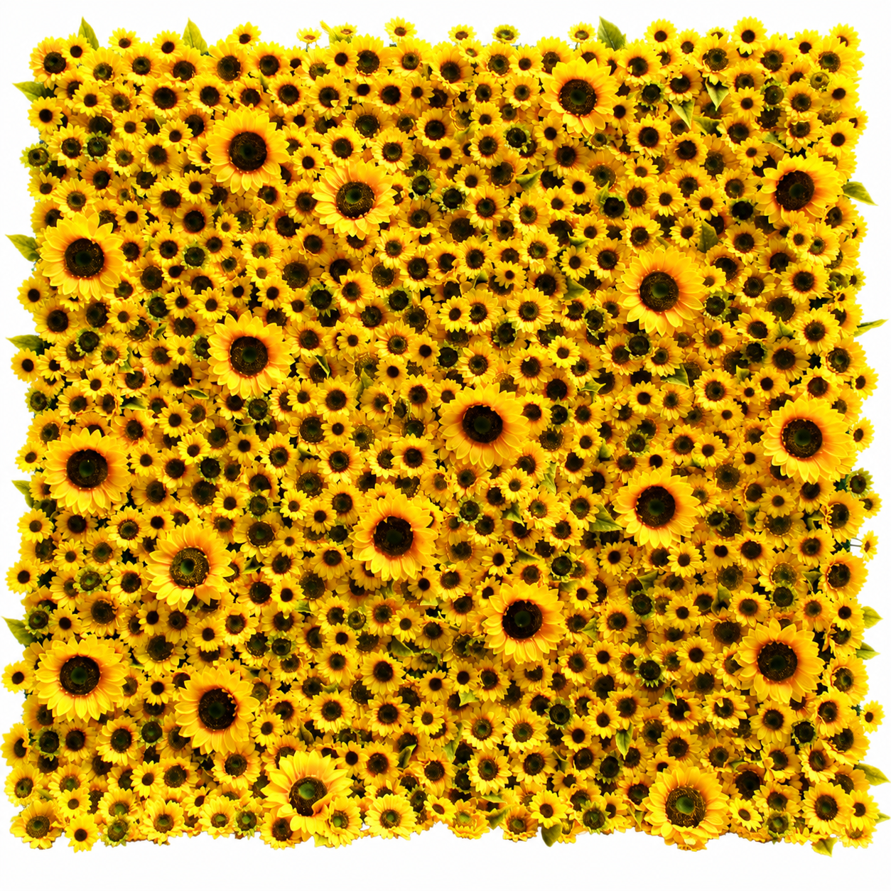 8x8 Ft Artificial Sunflower Flower Wall for Weddings, Parties, No Stand