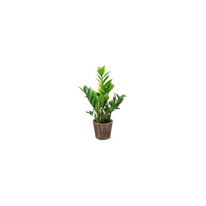 Haushalt