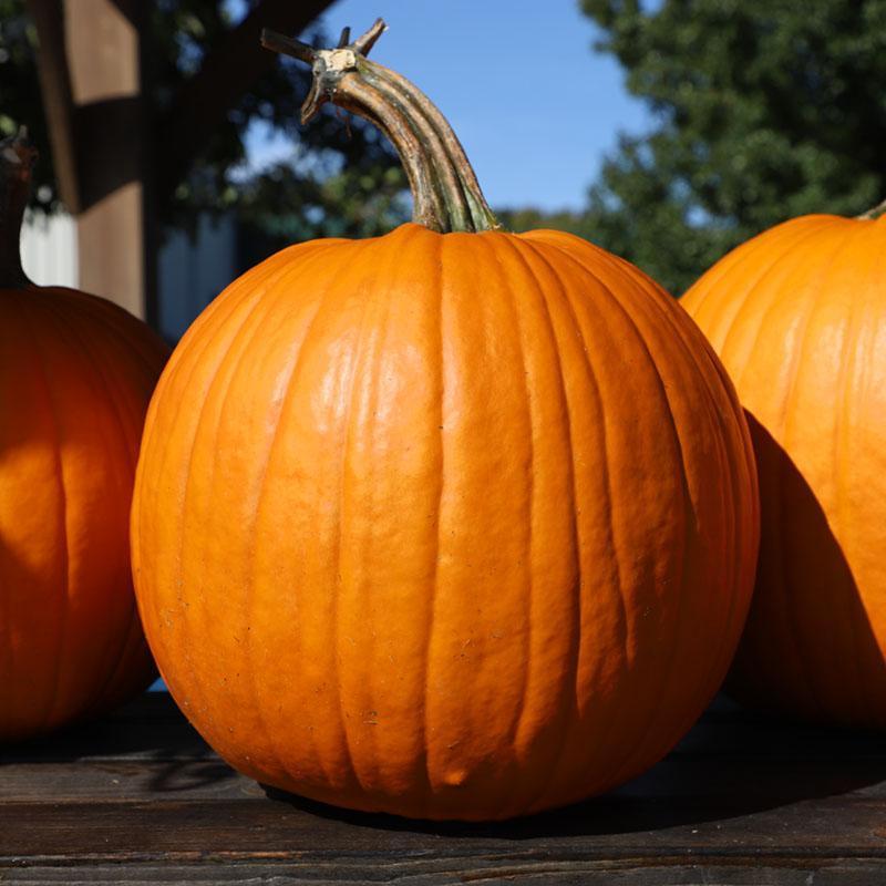 Pumpkin Bellatrix F1-HandPrint