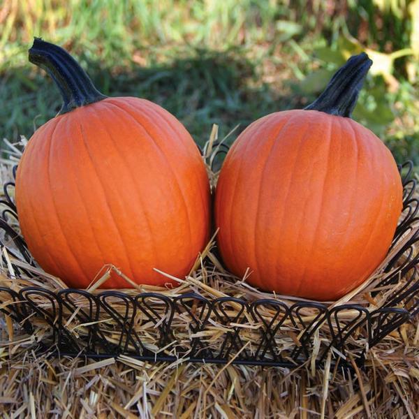 Pumpkin Bellatrix F1-HandPrint