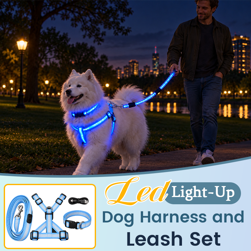 Dog wearing LED light-up harness and leash