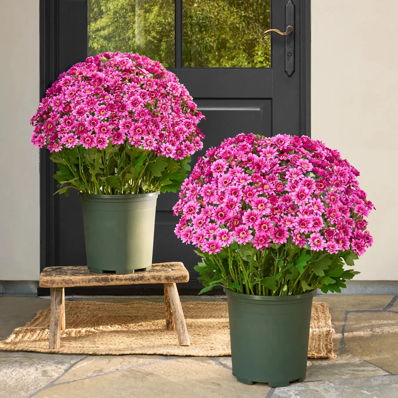 💥Last Day 49% OFF🌼- Artificial Outdoor Sunset Mums Flowers - UV resistant, Waterproof, Windproof