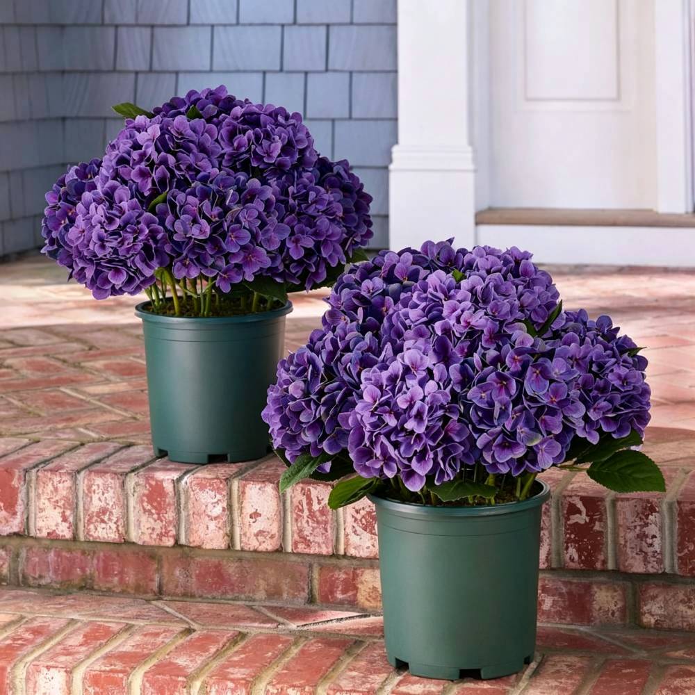 💥Last Day 70% OFF💐Artificial Outdoor Hydrangea Flowers - UV resistant, Waterproof, Windproof