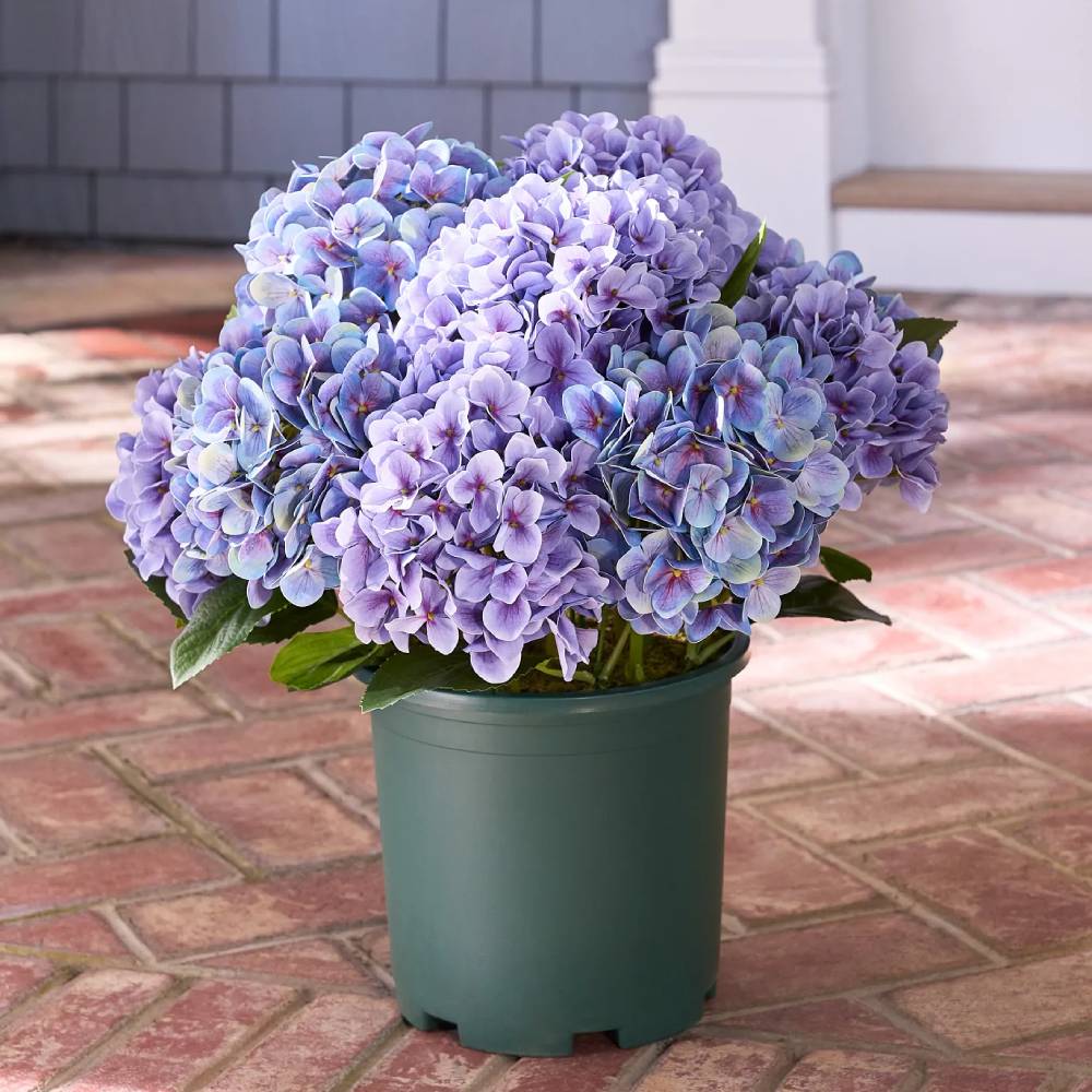 💥Last Day 70% OFF💐Artificial Outdoor Hydrangea Flowers - UV resistant, Waterproof, Windproof