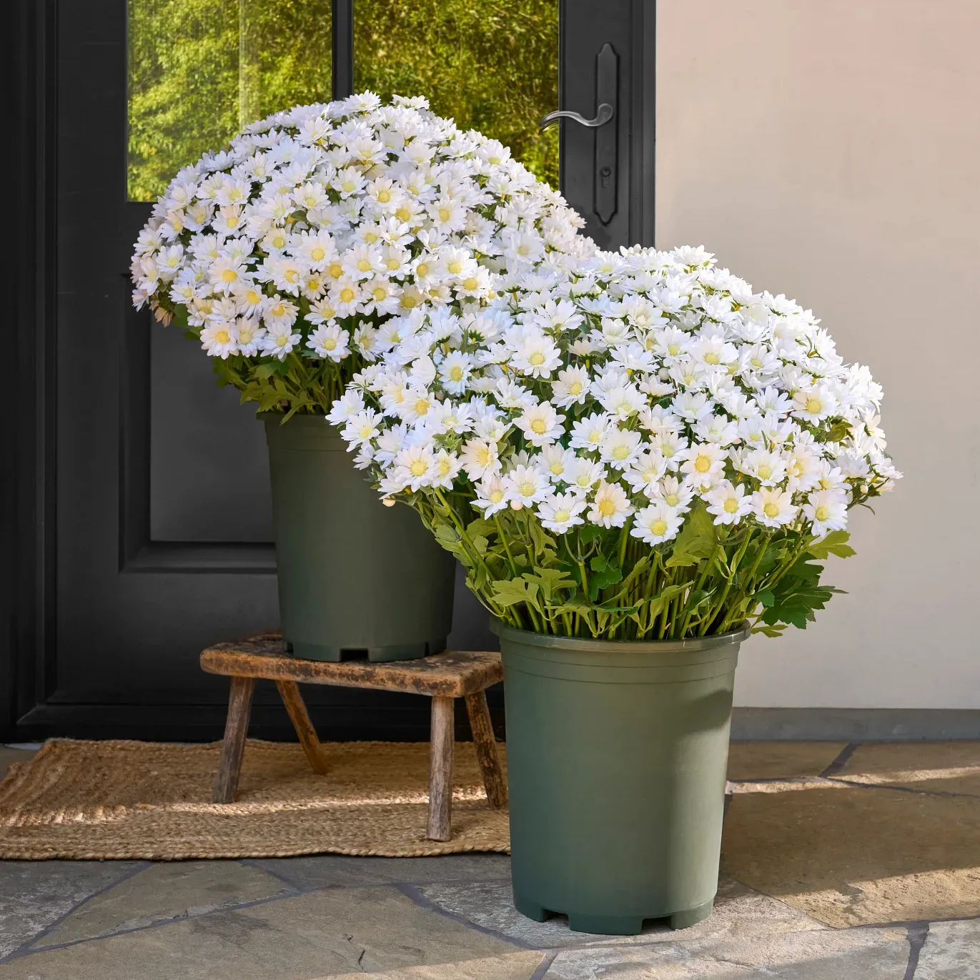 💥Last Day 49% OFF🌼- Artificial Outdoor Sunset Mums Flowers - UV resistant, Waterproof, Windproof