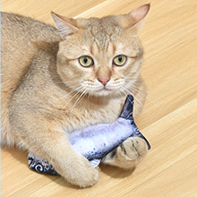 salmon