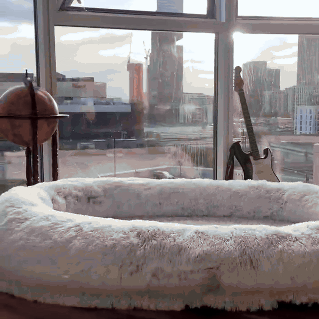 Sink into the 79-inch extra-large memory foam human and dog bed