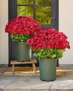 💥Today Only $9.99🌼 UV/Water/Windproof Outdoor Artificial Sunset Mums