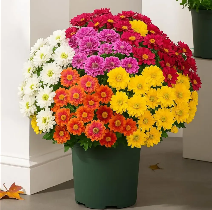 💥Each $9.99 Today Only🌼 UV/Water/Windproof Outdoor Artificial Sunset Mums
