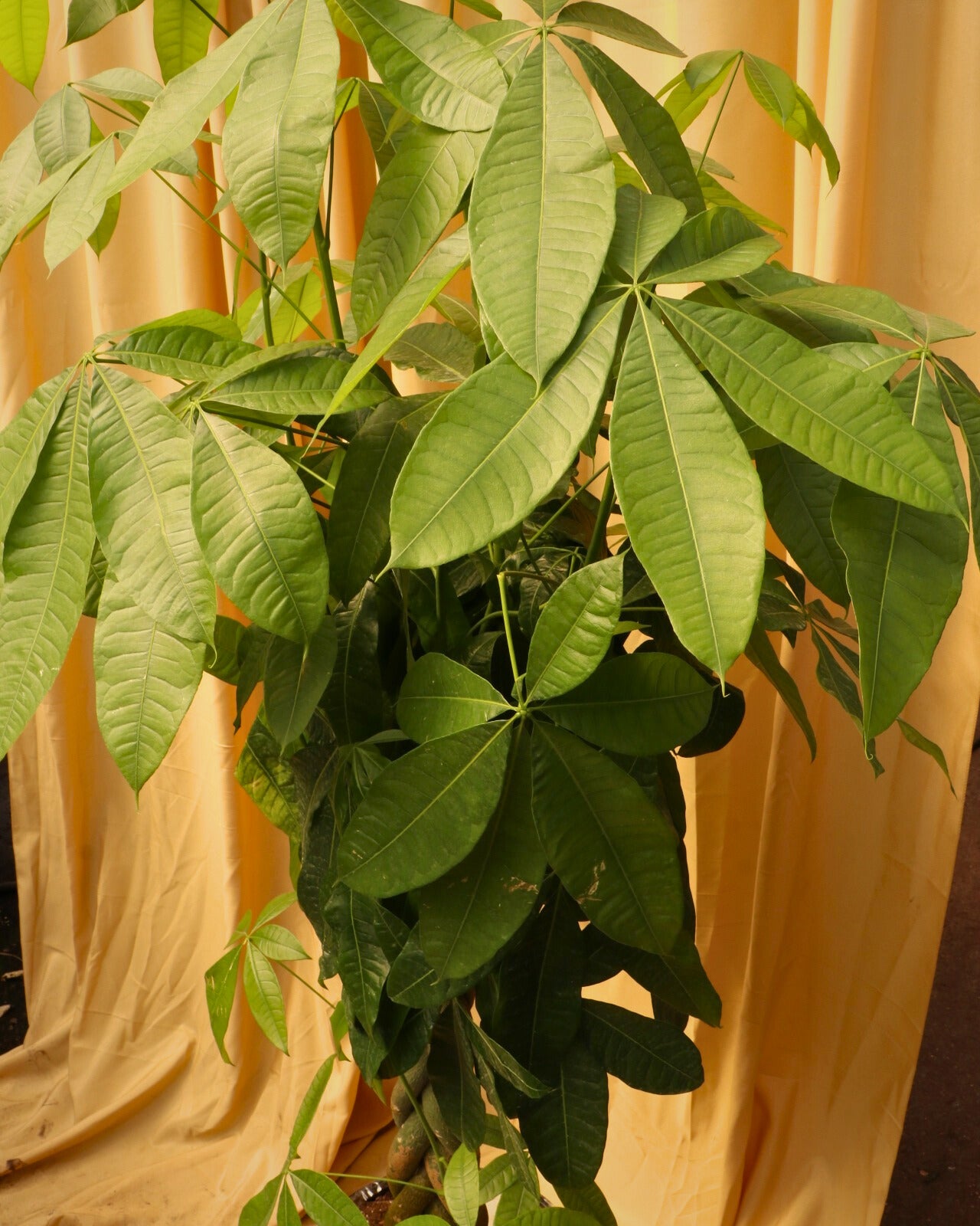 Huge Money Tree
