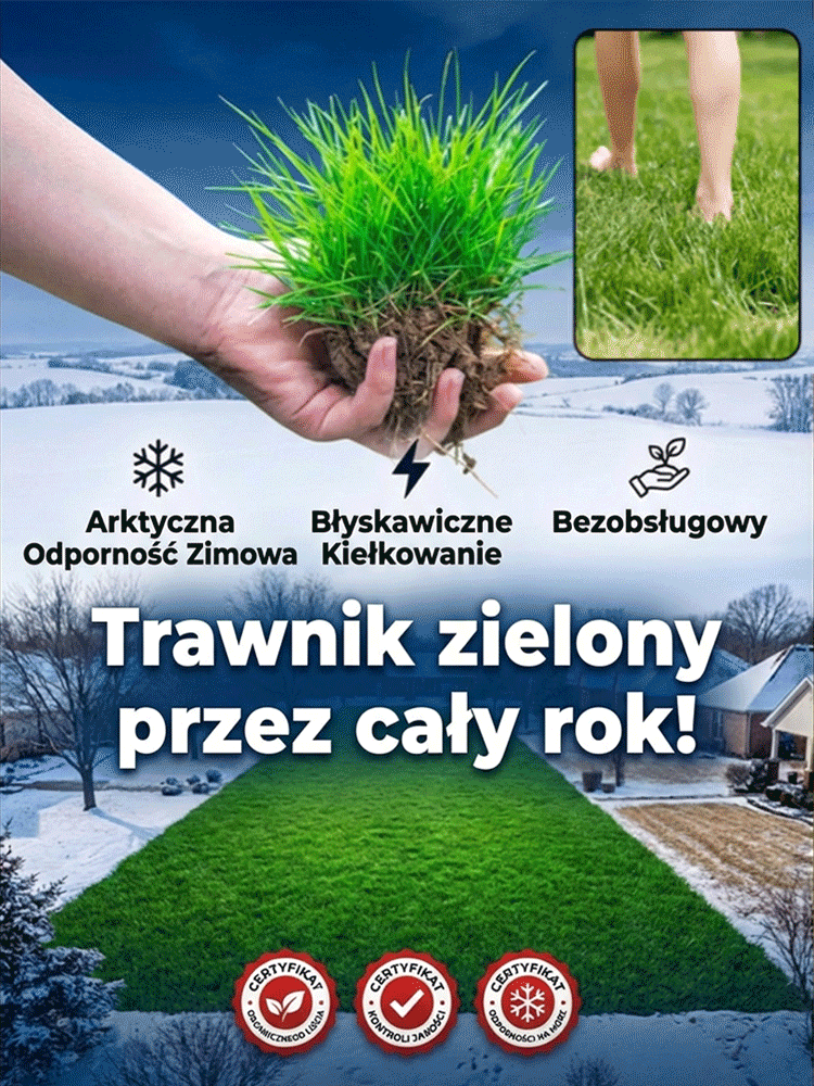 🔥🔥【Kiełkowalność 99%】Całoroczne mrozoodporne nasiona trawy na trawnik
