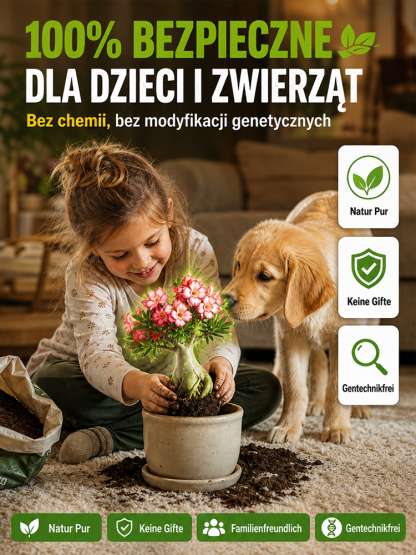 🔥🔥Sadzonka róży pustynnej o pełnych kwiatach – gwarancja przeżycia