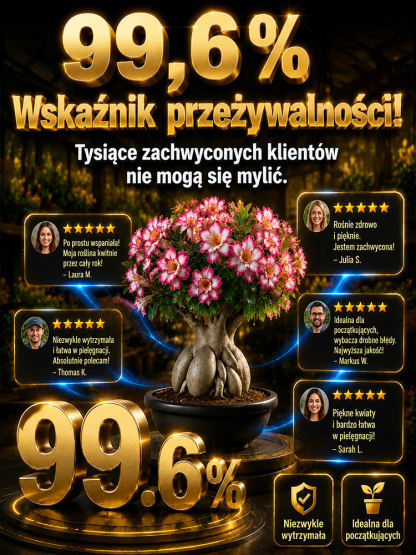 🔥🔥Sadzonka róży pustynnej o pełnych kwiatach – gwarancja przeżycia