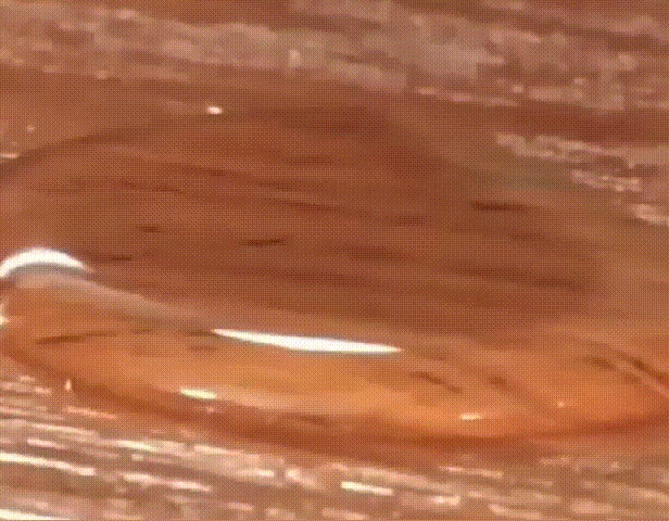 54b1bbc156f022329397fb3f7176424f.gif