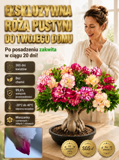 🔥🔥Sadzonka róży pustynnej o pełnych kwiatach – gwarancja przeżycia