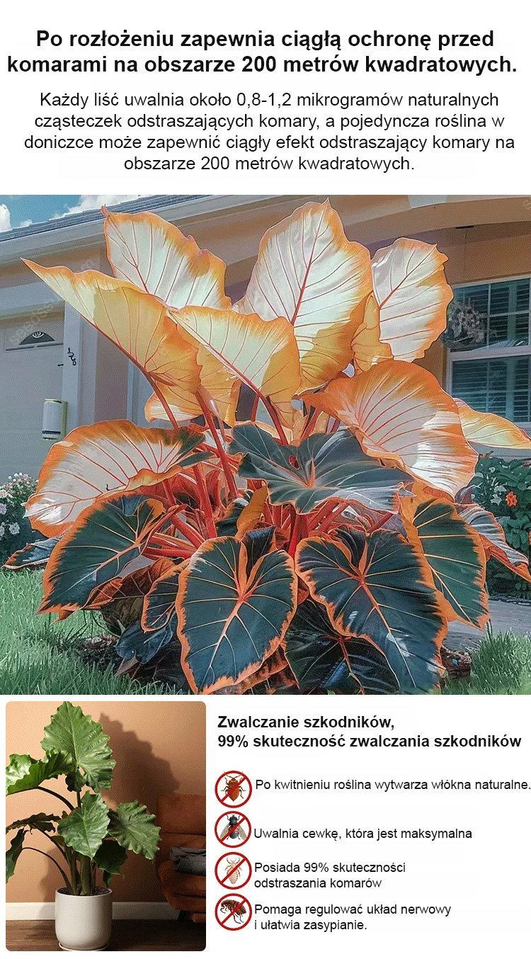 翻译件-HFH-稀有彩叶玉簪花种子-1286342-系统_24.jpg