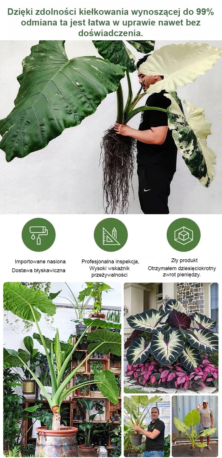 翻译件-HFH-稀有彩叶玉簪花种子-1286342-系统_27.jpg
