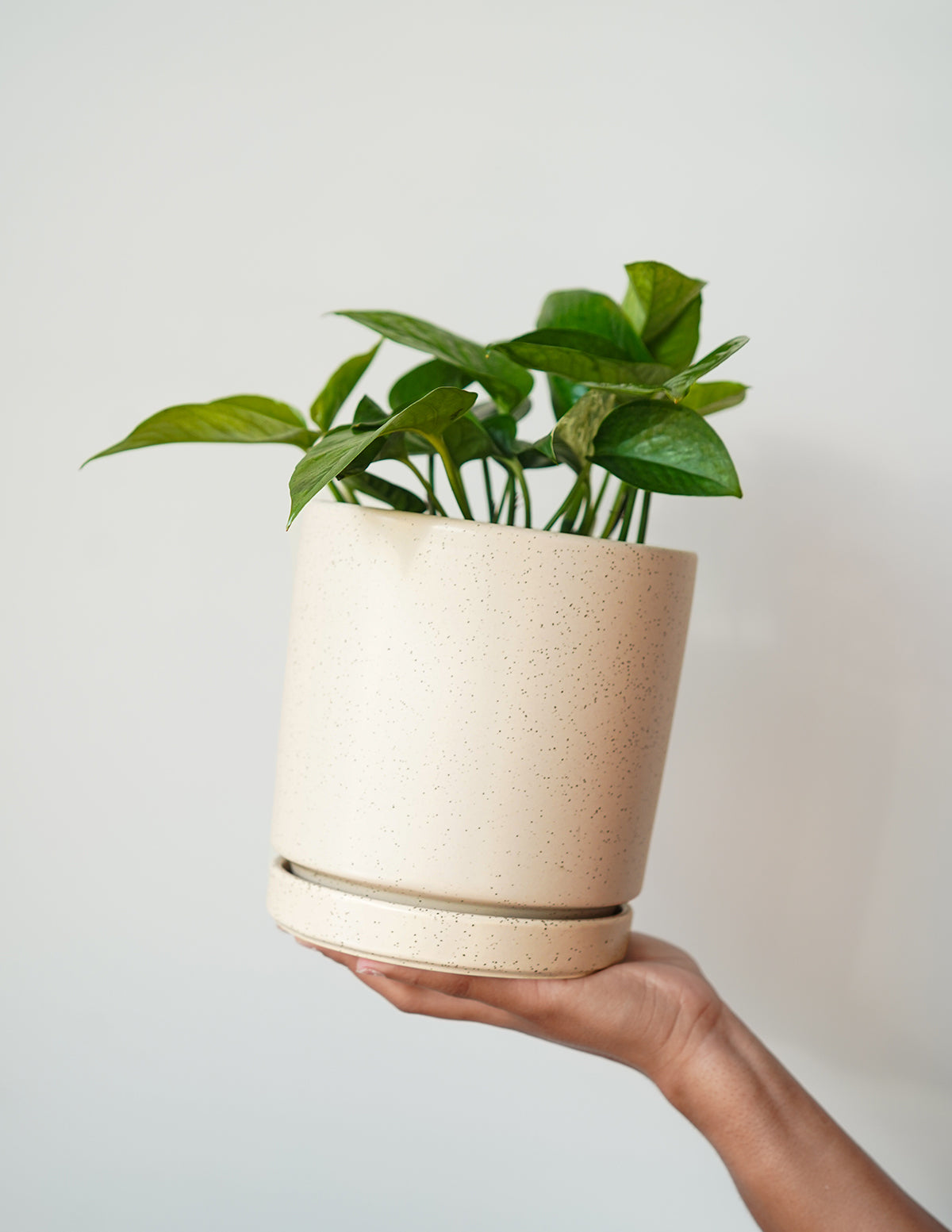 Vibrant Ceramic Planter with Saucer image 3