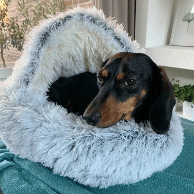 Pet Supplies