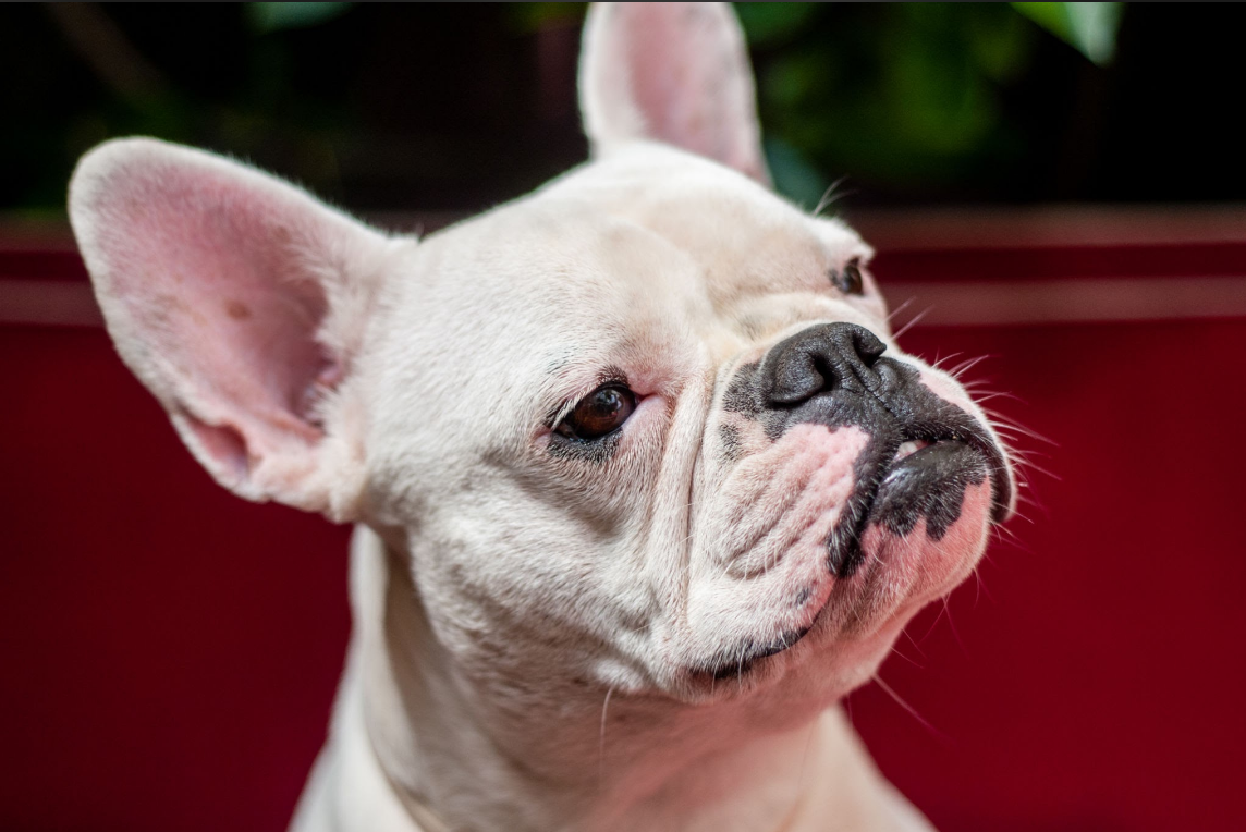 White French Bulldog Head Profile