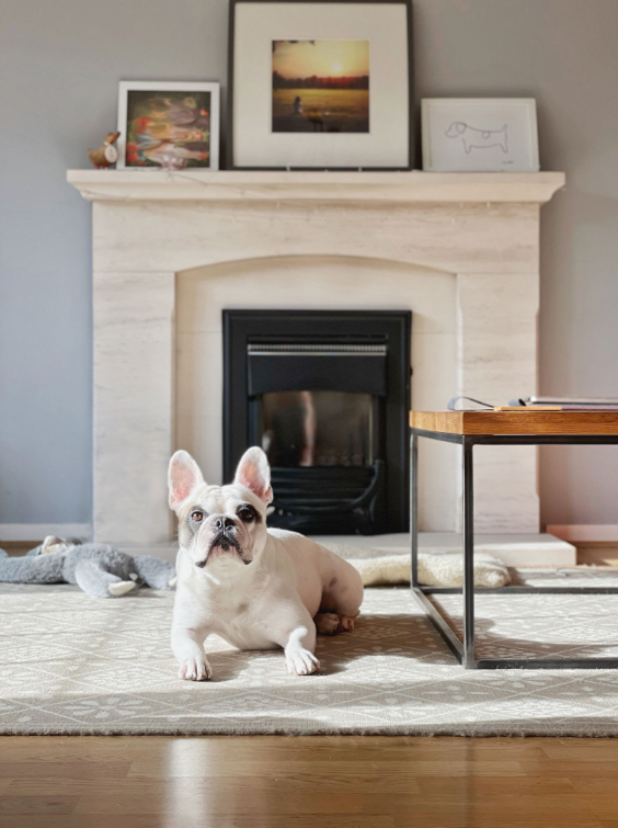 White French Bulldog Resting at home