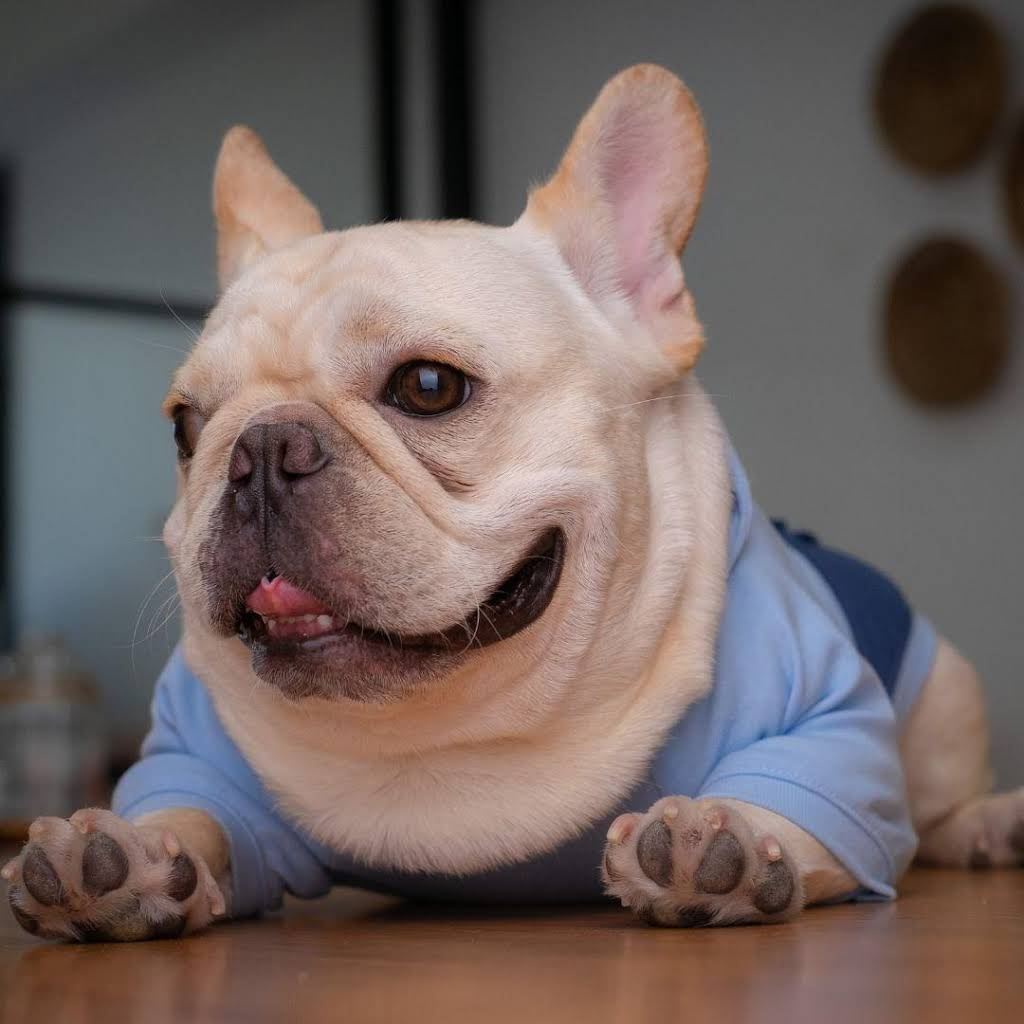 Standing White French Bulldog