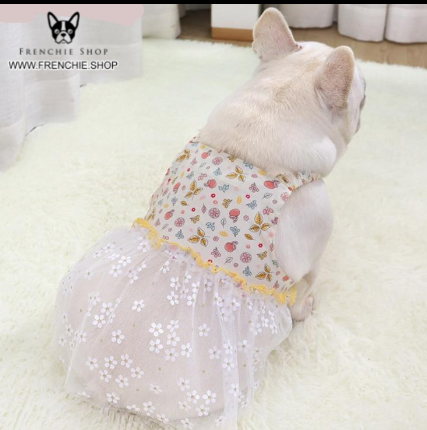 Fruit French Bulldog Accessory for Frenchie Enthusiasts-fadou
