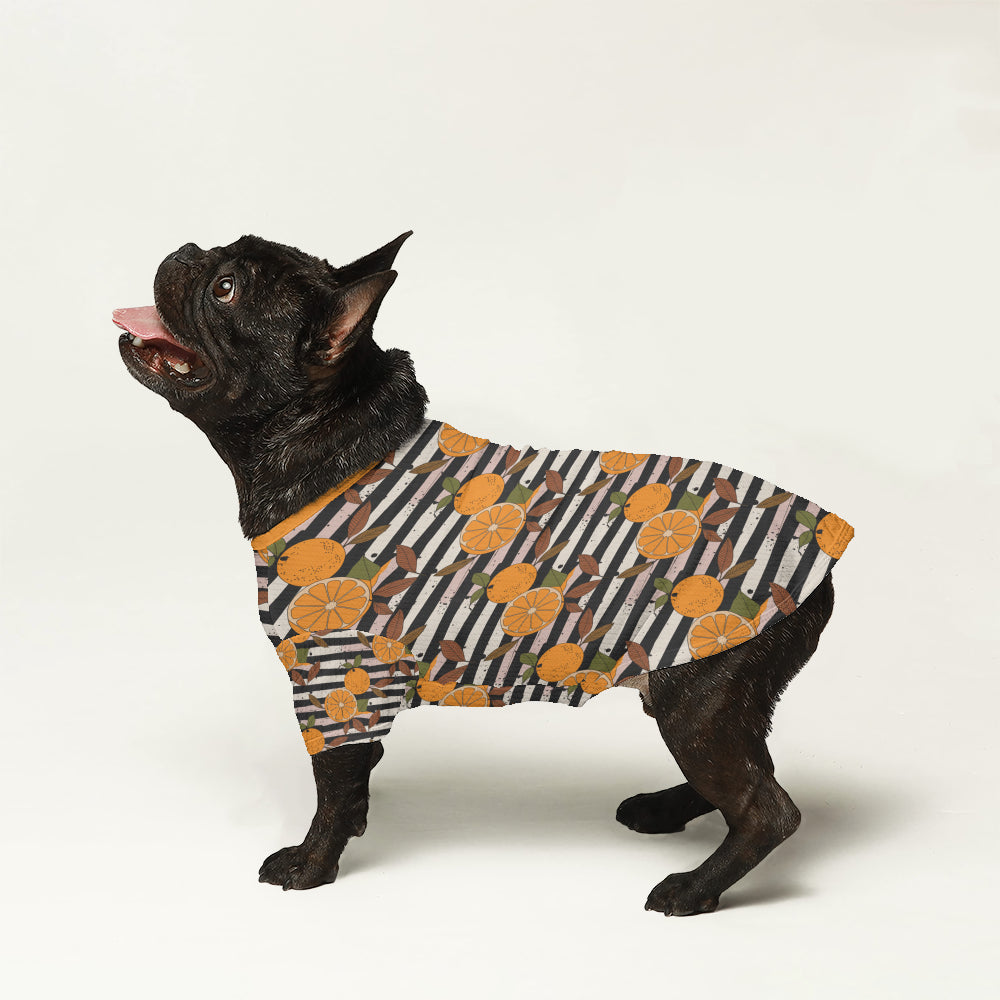 Marco French Bulldog Knit Sweater for Training Sessions-fadou