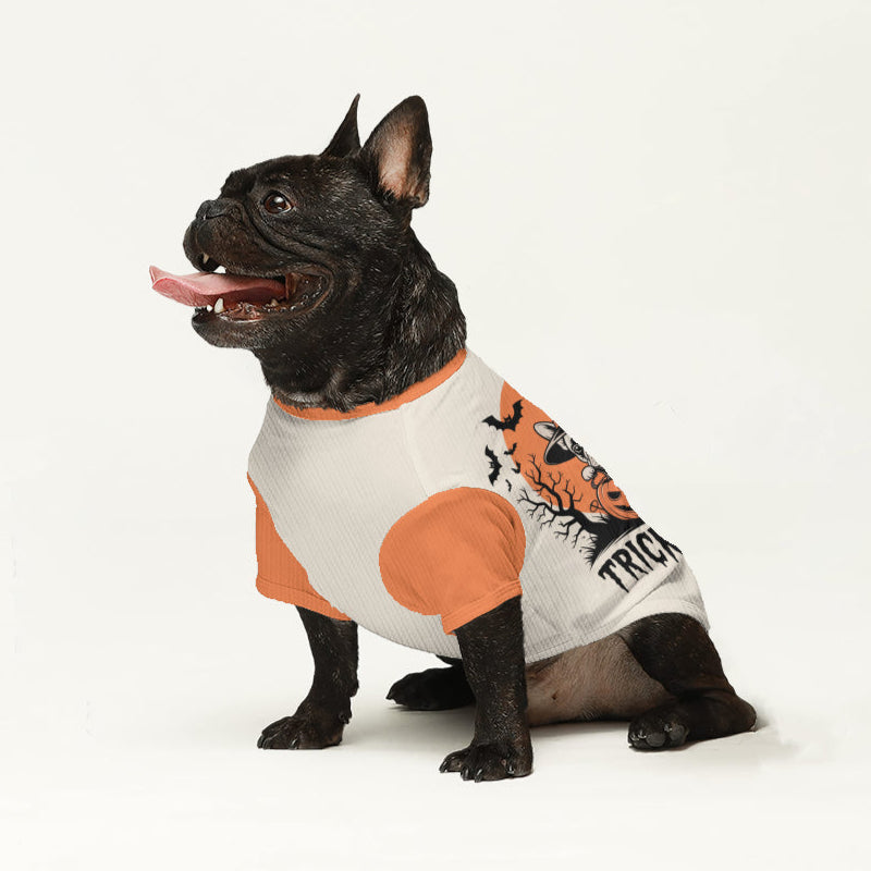 Laura French Bulldog Knit Sweater for Training Sessions-fadou