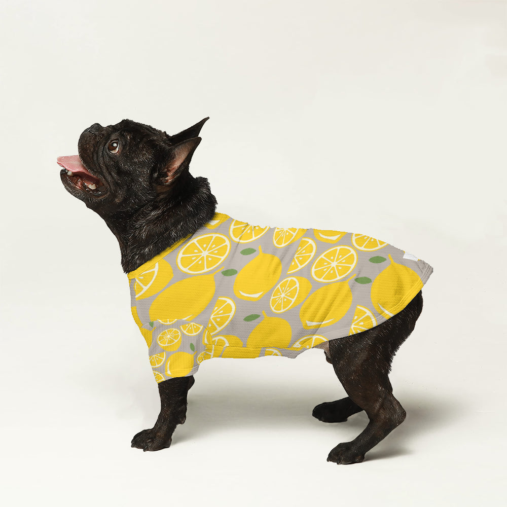 Luca French Bulldog Knit Sweater for Outdoor Adventures-fadou