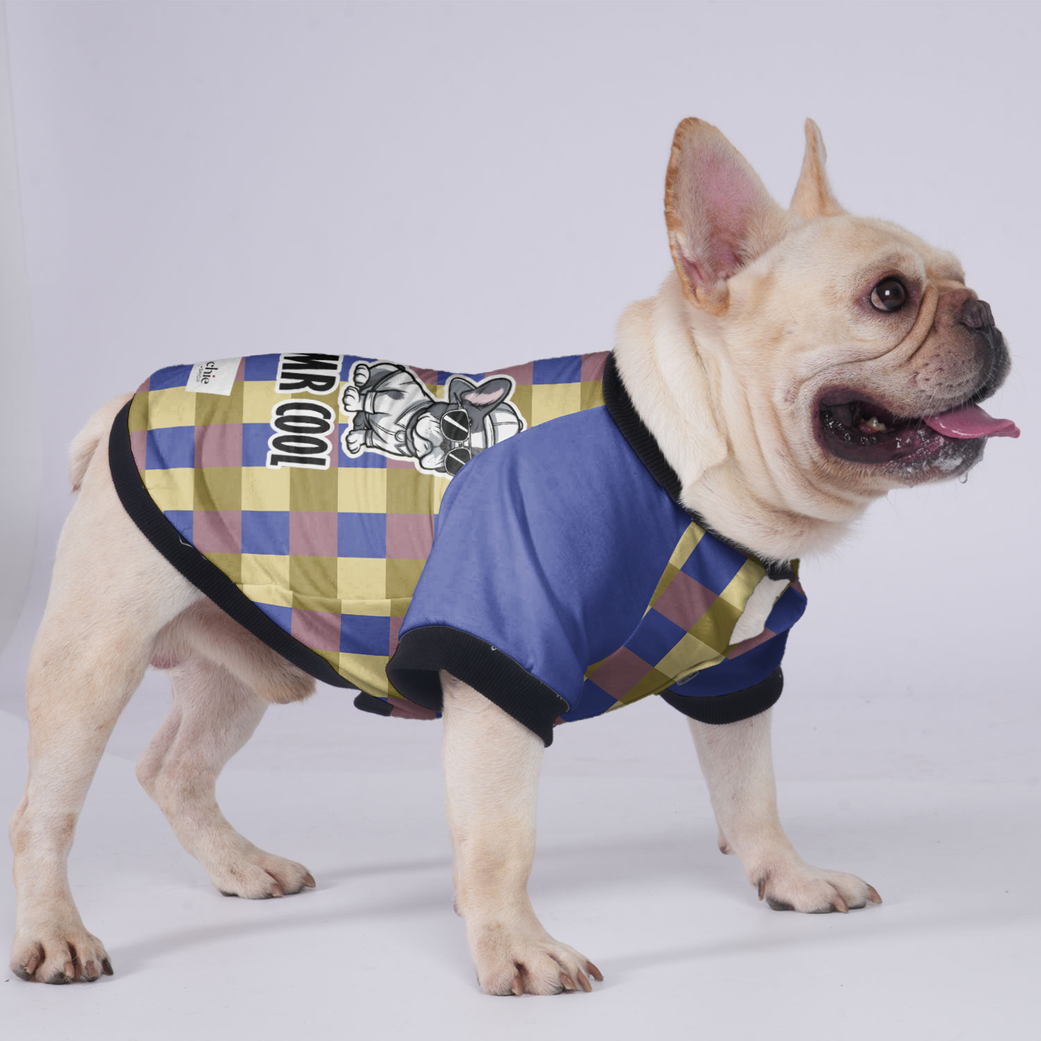 Mr Cool - Jacket for French Bulldog for Training Sessions-fadou