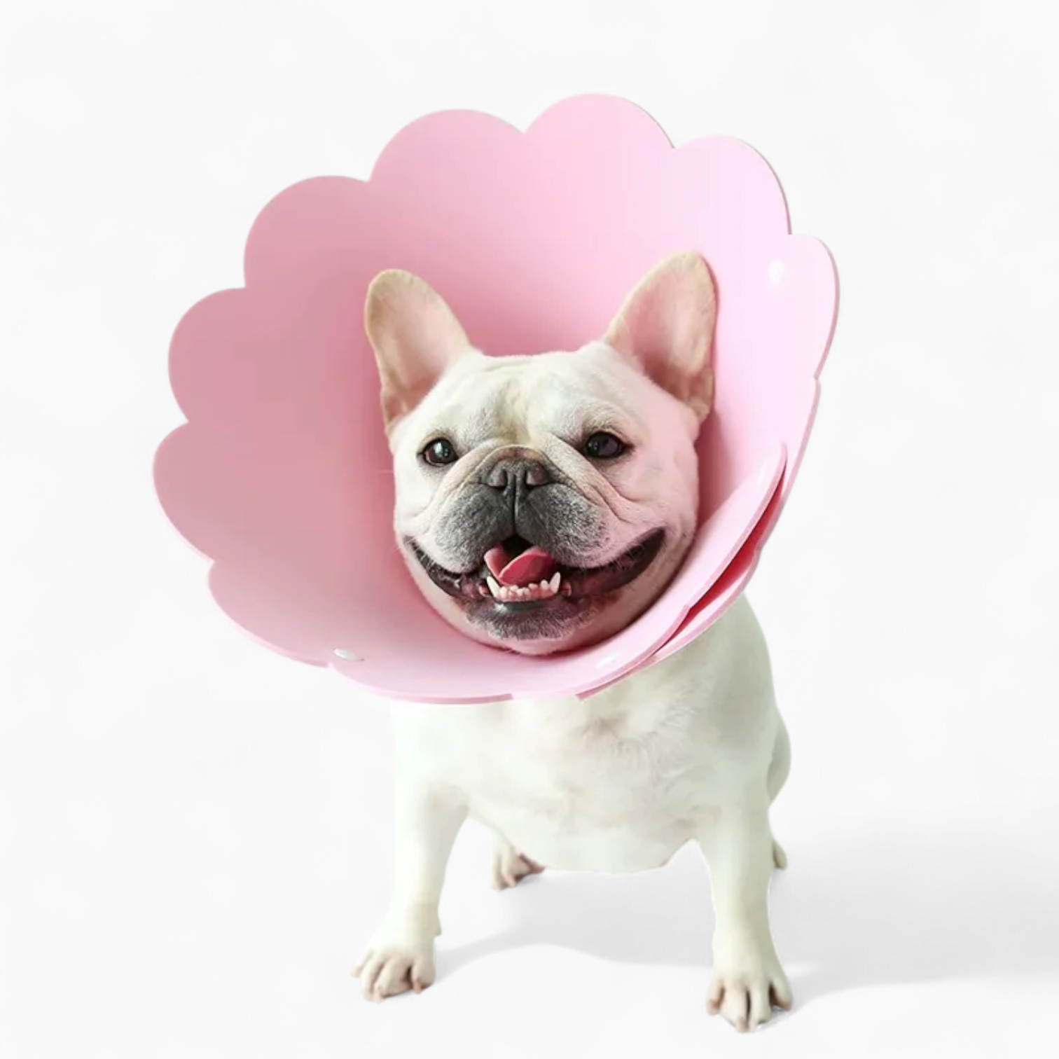 Blossy French Bulldog Neck Collar for Outdoor Adventures-fadou