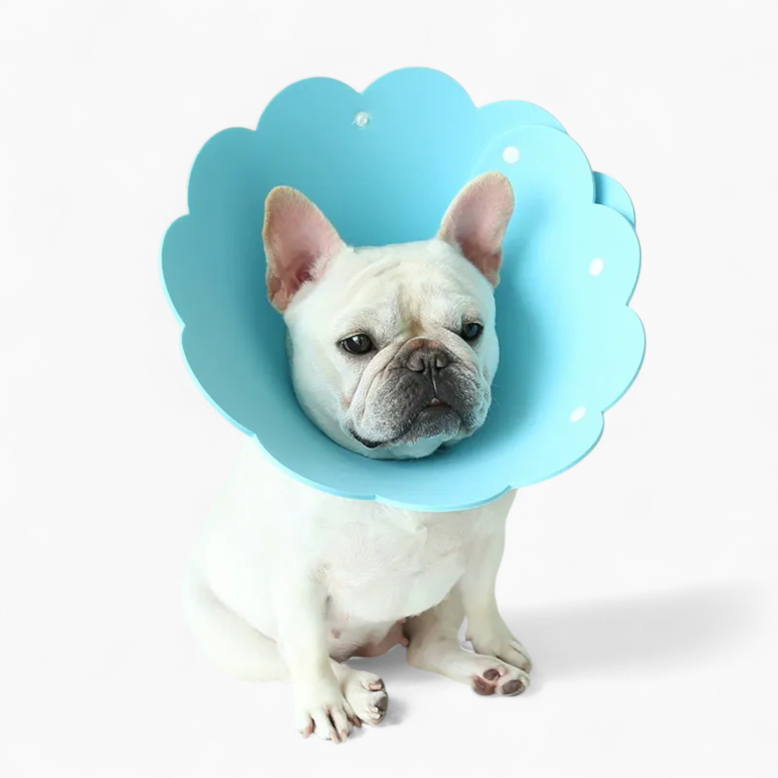 Blossy French Bulldog Neck Collar for Outdoor Adventures-fadou